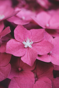 Pink Hydrangea flowers pattern