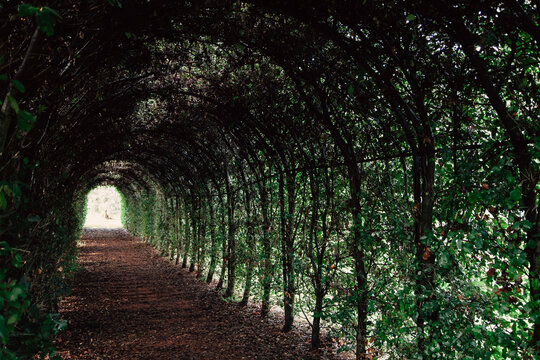 the light at the end of a tunel made of vines