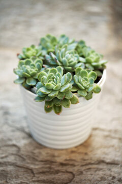 Close-up of Stonecrop in china vase