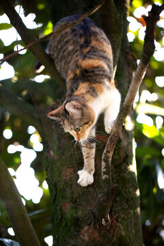 Cat coming down from tree