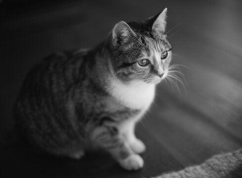Black and white calico cat portrait