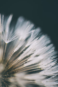 Macro photography of a dandelion with drops of rain in nature.