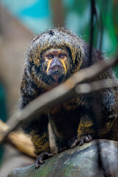 primate looking like a long lost member of The Beatles