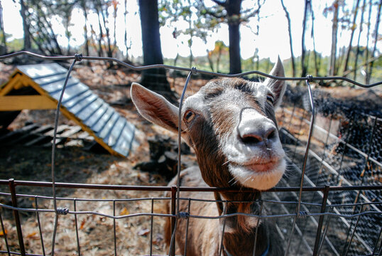 Barnyard goat pokes head over the fence to greet a visitor
