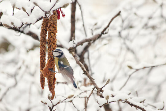 Blue tit eating seed on snowy branch
