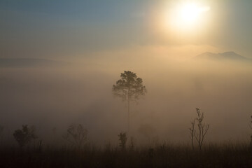 Fototapeta na wymiar misty sunrise over the forest