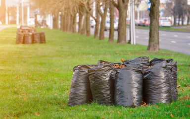 Large black plastic trash sacks with fallen dried leaves stacked at the ground. Seasonal cleaning of city streets from fallen leaves. Cleaning service. Black plastic bags full of autumn leaves