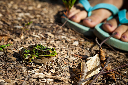 Leopard Frog