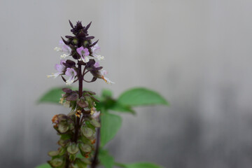 Sweet Basil, Thai Basil, Ocimum basilicum Linn (flower)