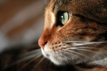 Close up of a calico cats profile