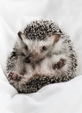 Little hedgehog lying upside up.