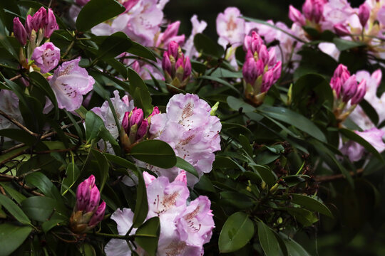 bright pink blooms on a rhododendron bush