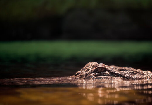 Crocodile Closeup Peeking Above the Surface of the Water
