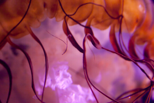 jellyfish detail