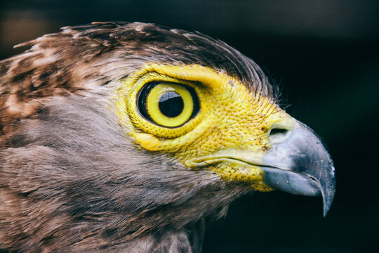 Yellow eagle