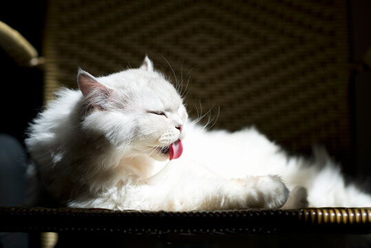 White Persian cat sitting on a chair