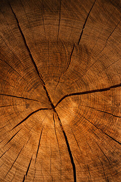 Tree trunk in early morning light