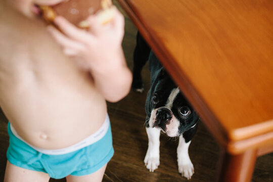 a dog hoping his kid drops toast on the floor