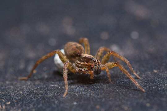 Wolf spider face, with egg sac and two missing legs