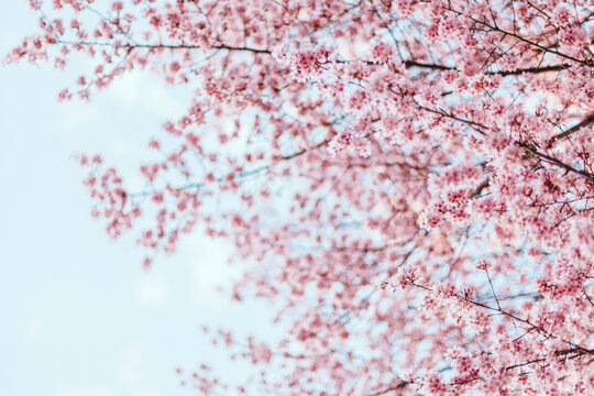 Beautiful Pink Cherry Blossom Branches against a Pale Blue Sky