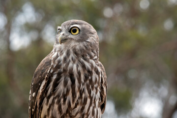 this is a close up of a barking owl it has big  yellow eyes