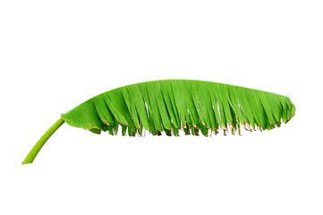 green banana leaf isolated on white background