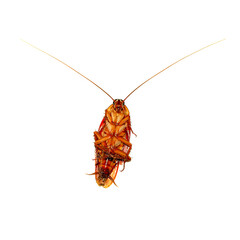 cockroach isolated on white
