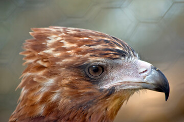 the black kite is a raptor with brown eyes