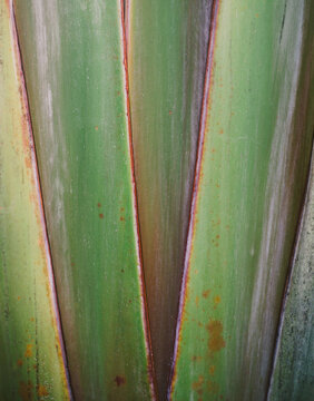 Nature - close-up of a green palm leaf