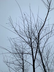 The black dry branches sprawling under the sky as abstract background