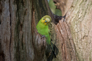 the budgerigar is hiding in a tree hollow
