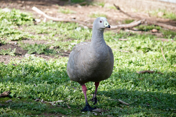 the cape barren goose is searching for food