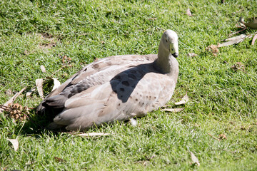 the Cape Barren goose is resting on the grass