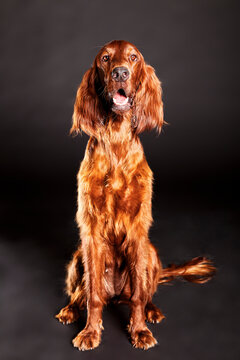 Irish Setter Dog Studio Portrait