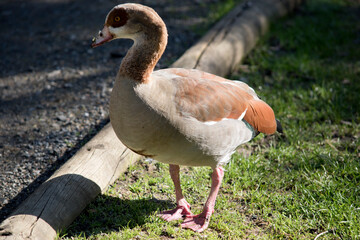 the Egyptian goose is brown, and white with pink webbed feet