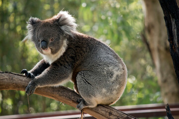 the koala is walking on a branch