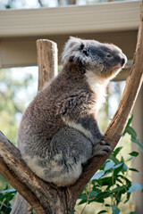 this is the side view of a koala