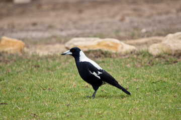 this is a side view of a magpie