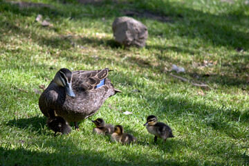 the Pacific black duck is looking after her 3 chicks