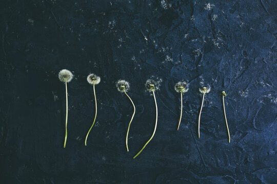 Life of a Dandelion