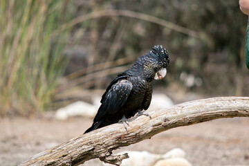 this is a side view of a female red tailed black cockatoo