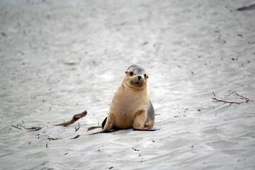 Naklejka premium the sea lion pup is on the beach at Seal Bay