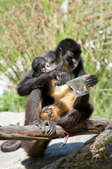 the spider monkey is eating while holdong her baby
