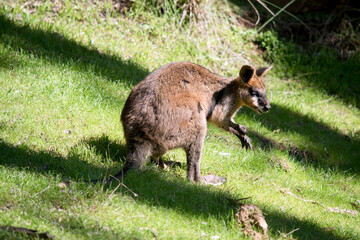 the swamp wallaby is in a grassy field