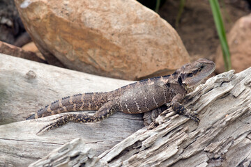 this is a side view of a water dragon