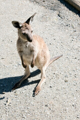 this is a joey western grey kangaroo
