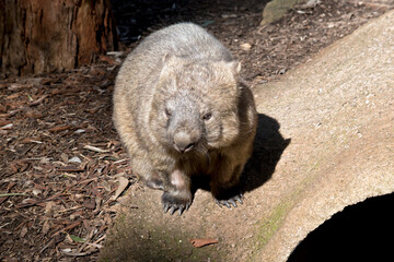 the common wombat walks like a dog on 4 legs