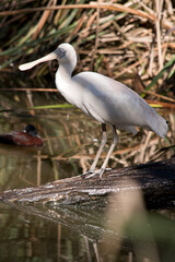 the yellow spoonbill is balanced on a log at the edge of the creek