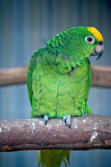 the Yellow-Fronted Amazon is green and yellow parrot