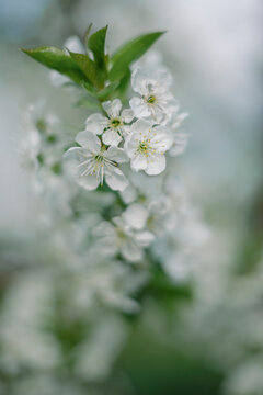 Bloomed sour cherry flowers